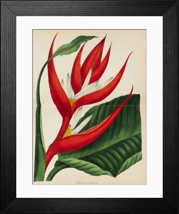 Framed Print : Paxtons Magazine of Botany, 1841. Creator: Paxton, Sir Joseph (1803-1865) Framed Print : Paxtons Magazine of Botany, 1841. Creator: Paxton, Sir Joseph (1803-1865)