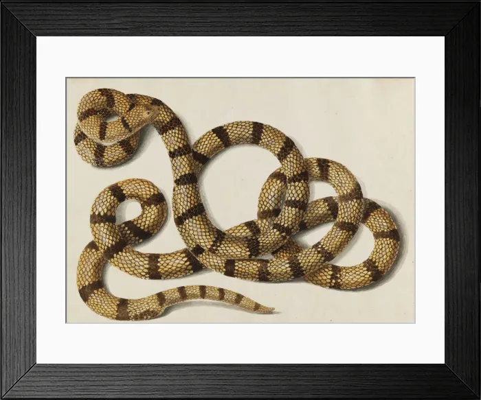Framed Print : Snake, 1770-1780s. Creator: Scheidel, Franz Anton von (1731-1801) Framed Print : Snake, 1770-1780s. Creator: Scheidel, Franz Anton von (1731-1801)