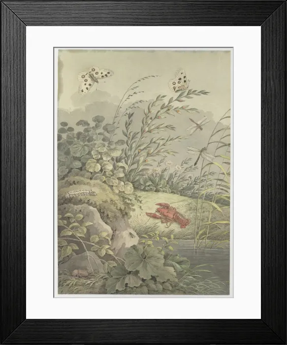 Framed Print : Piece of water with crab, butterflies, dragonflies and sea-buckthorn, c. 1800. Creator: Zingg Framed Print : Piece of water with crab, butterflies, dragonflies and sea-buckthorn, c. 1800. Creator: Zingg