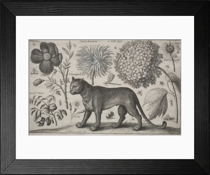 Framed Print : Animals and Plants: Leopard with Plants and Insects, 1662. Creator: Wenceslaus Hollar (Bohemian Framed Print : Animals and Plants: Leopard with Plants and Insects, 1662. Creator: Wenceslaus Hollar (Bohemian