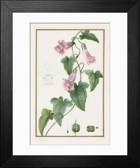 Framed Print : (Botanical: Maurandia semperflorens), 1836. Creator: Pancrace Bessa (French, 1772-1846) Framed Print : (Botanical: Maurandia semperflorens), 1836. Creator: Pancrace Bessa (French, 1772-1846)