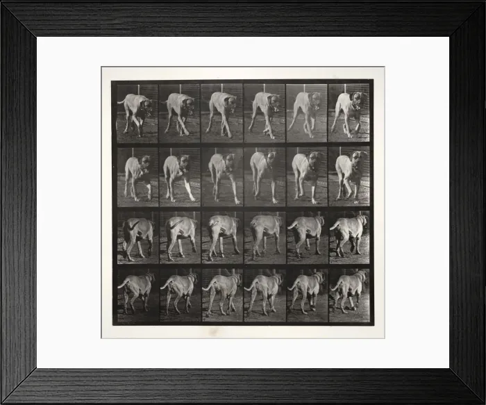 Framed Print : Dread Trotting, 1887. Creator: Eadweard J Framed Print : Dread Trotting, 1887. Creator: Eadweard J