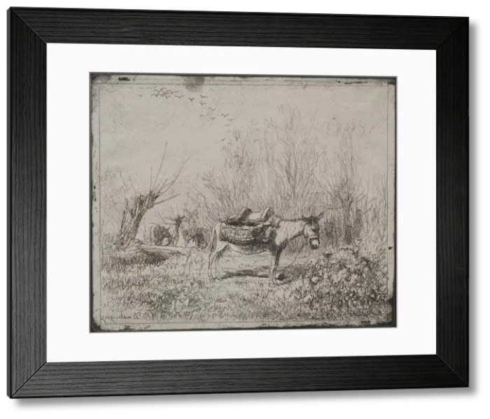 Framed Print : A Donkey in the Field, original impression 1862, printed in 1921 Framed Print : A Donkey in the Field, original impression 1862, printed in 1921
