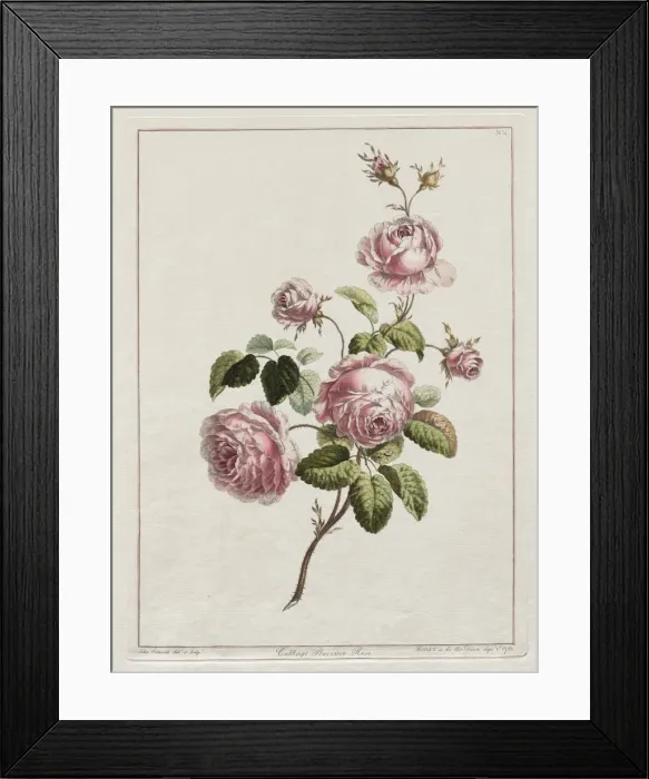 Framed Print : A Collection of Flowers Drawn after Nature - Cabbage Province Rose, 1801. Creator Framed Print : A Collection of Flowers Drawn after Nature - Cabbage Province Rose, 1801. Creator