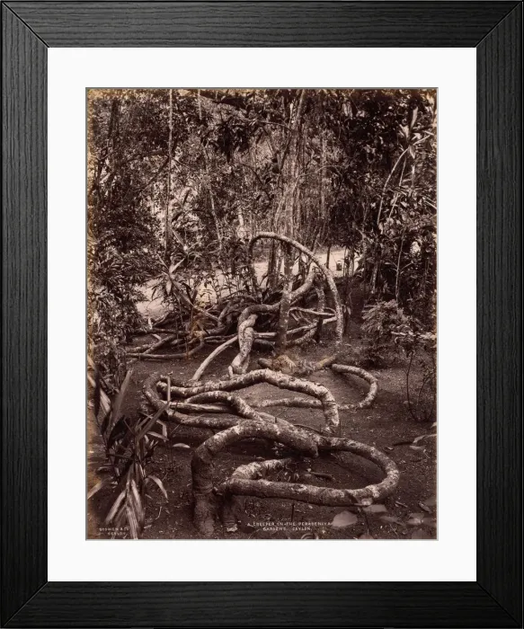 Framed Print : A Creeper in the Peradeniya Gardens, Ceylon, c. 1880. Creator: Scowen & Co. (British Framed Print : A Creeper in the Peradeniya Gardens, Ceylon, c. 1880. Creator: Scowen & Co. (British