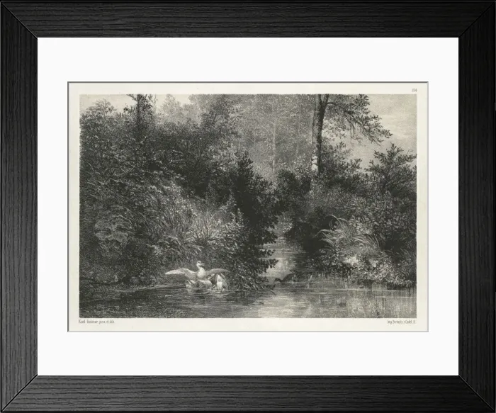 Framed Print : Canards (Ducks). Creator: Karl Bodmer (Swiss, 1809-1893) Framed Print : Canards (Ducks). Creator: Karl Bodmer (Swiss, 1809-1893)
