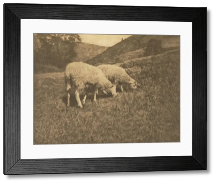 Framed Print : Camera Work: Sheep, 1906. Creator: Hans Watzek (Austrian, 1848-1903) Framed Print : Camera Work: Sheep, 1906. Creator: Hans Watzek (Austrian, 1848-1903)