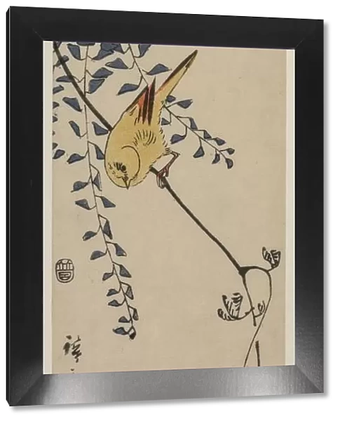 Canary and Wisteria, mid-1840s. Creator: Ando Hiroshige (Japanese, 1797-1858)