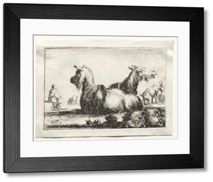 Framed Print : Caprices: Two Goats. Creator: Stefano Della Bella (Italian, 1610-1664) Framed Print : Caprices: Two Goats. Creator: Stefano Della Bella (Italian, 1610-1664)