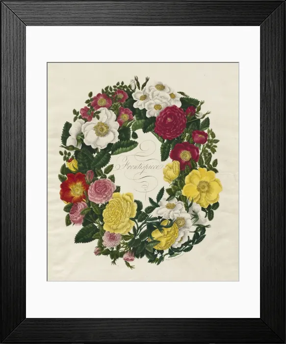 Framed Print : A Wreath of Roses, 1799. Creator: Mary Lawrence (British) Framed Print : A Wreath of Roses, 1799. Creator: Mary Lawrence (British)