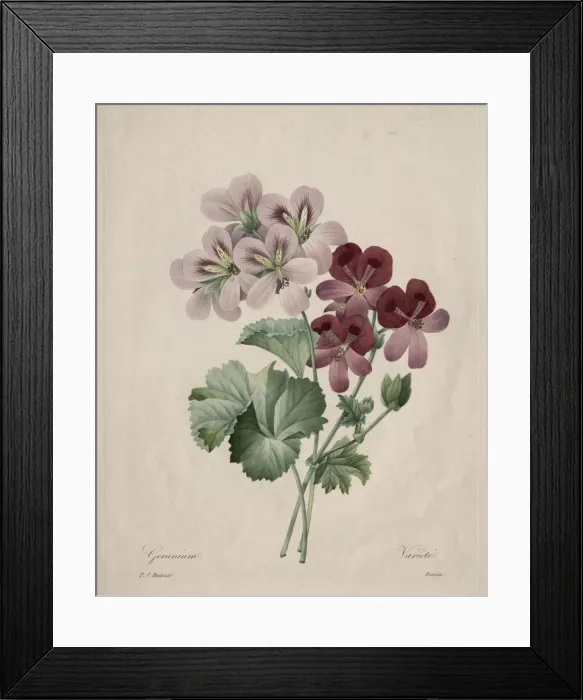 Framed Print : Geranium, 1827. Creator: Henry Joseph Redoute (French, 1766-1853) Framed Print : Geranium, 1827. Creator: Henry Joseph Redoute (French, 1766-1853)