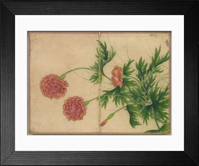 Framed Print : Desk Album: Flower and Bird Paintings (Peony), 18th Century. Creator: Zhang Ruoai (Chinese) Framed Print : Desk Album: Flower and Bird Paintings (Peony), 18th Century. Creator: Zhang Ruoai (Chinese)