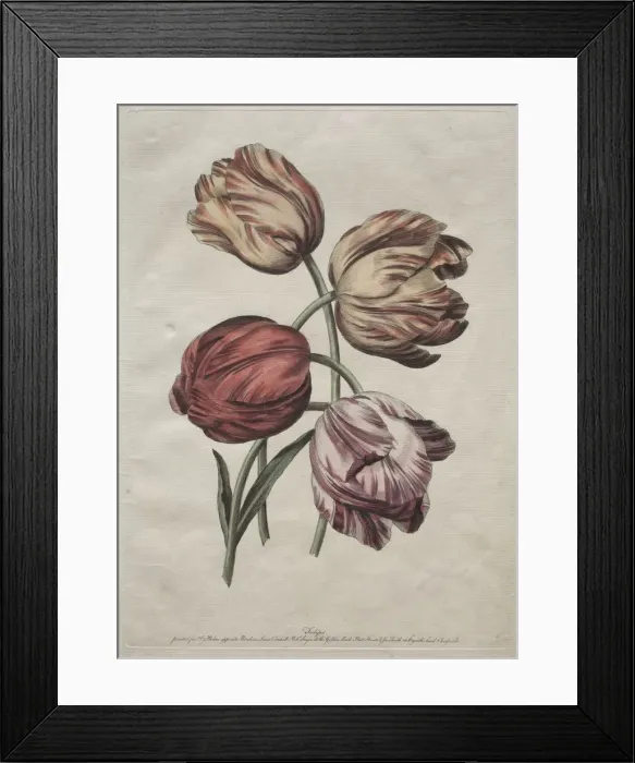 Framed Print : Eight Beautiful Groups of Natural Flowers in Outlines by de la Cour: Tulips, c. 1770 Framed Print : Eight Beautiful Groups of Natural Flowers in Outlines by de la Cour: Tulips, c. 1770