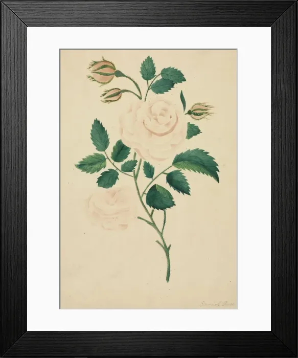 Framed Print : Damask Rose. Creator: Mary Altha Nims (American, 1817-1907) Framed Print : Damask Rose. Creator: Mary Altha Nims (American, 1817-1907)