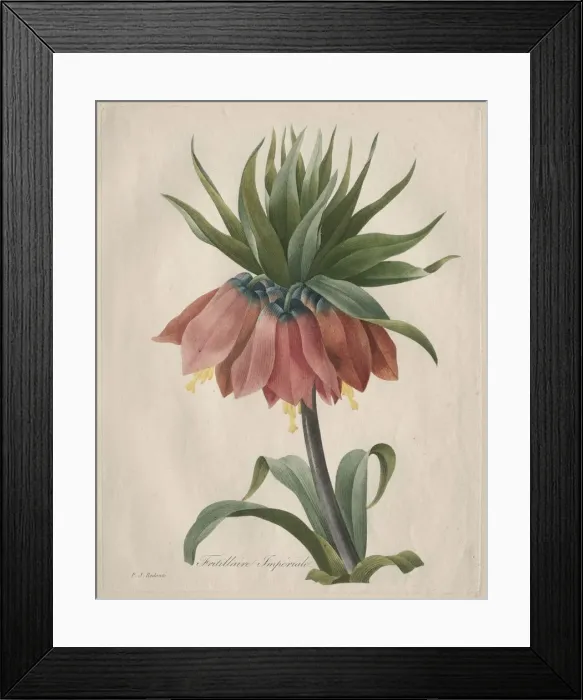 Framed Print : Crown Imperial Fritillary, 1827. Creator: Henry Joseph Redoute (French, 1766-1853) Framed Print : Crown Imperial Fritillary, 1827. Creator: Henry Joseph Redoute (French, 1766-1853)