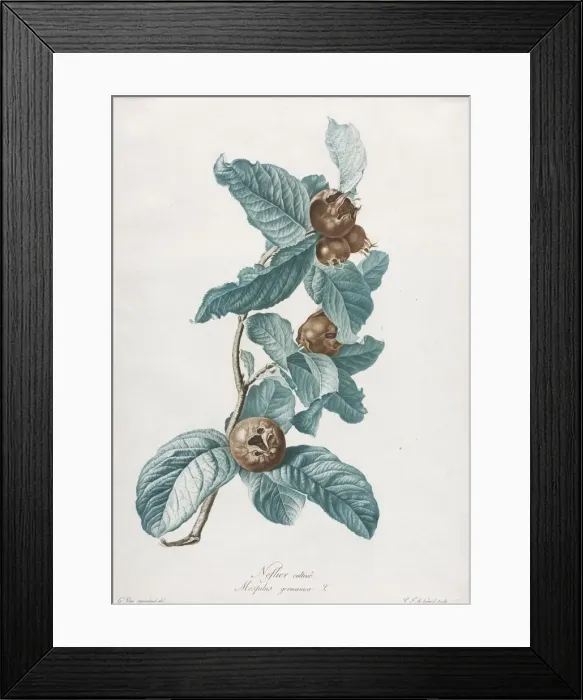 Framed Print : Cultivated Medlar (Mespilus germanica), c. 1800. Creator: Gerard van Spaendonck (Dutch, 1746-1822) Framed Print : Cultivated Medlar (Mespilus germanica), c. 1800. Creator: Gerard van Spaendonck (Dutch, 1746-1822)