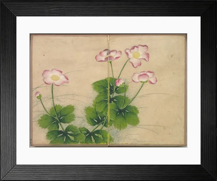 Framed Print : Desk Album: Flower and Bird Paintings (mallow flowers), 18th Century. Creator: Zhang Ruoai Framed Print : Desk Album: Flower and Bird Paintings (mallow flowers), 18th Century. Creator: Zhang Ruoai