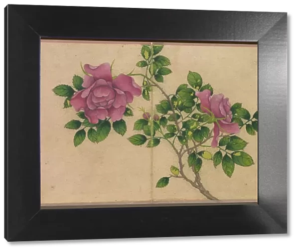 Desk Album: Flower and Bird Paintings (Rose), 18th Century. Creator: Zhang Ruoai (Chinese)