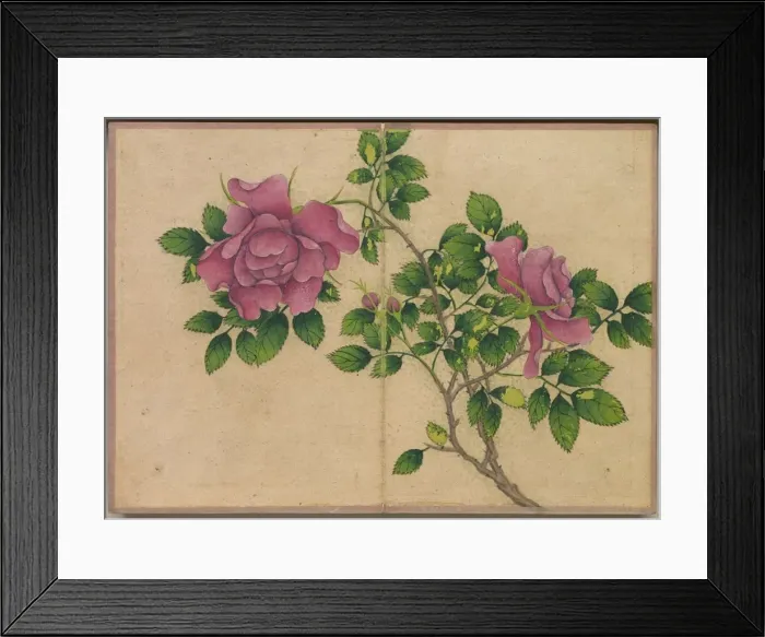 Framed Print : Desk Album: Flower and Bird Paintings (Rose), 18th Century. Creator: Zhang Ruoai (Chinese) Framed Print : Desk Album: Flower and Bird Paintings (Rose), 18th Century. Creator: Zhang Ruoai (Chinese)