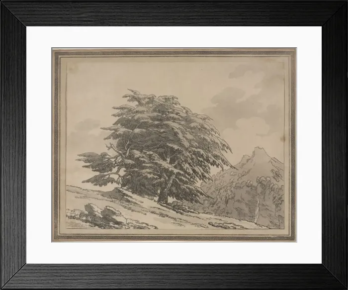 Framed Print : Delineations of the General Character Ramifications and Foliage of Forest Trees: Cedar, 1789 Framed Print : Delineations of the General Character Ramifications and Foliage of Forest Trees: Cedar, 1789