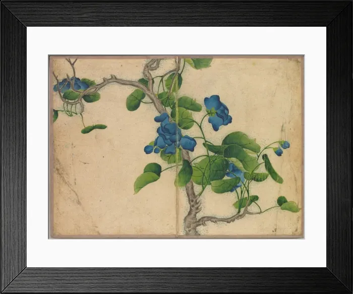 Framed Print : Desk Album: Flower and Bird Paintings (Climbing Blue Flowers), 18th Century. Creator Framed Print : Desk Album: Flower and Bird Paintings (Climbing Blue Flowers), 18th Century. Creator