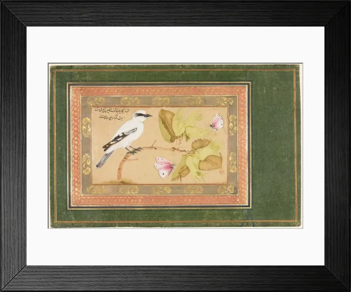Framed Print : Black and White Bird Perched on a Shrub, 1651-1652. Creator: Shafi Abbasi (Iranian) Framed Print : Black and White Bird Perched on a Shrub, 1651-1652. Creator: Shafi Abbasi (Iranian)