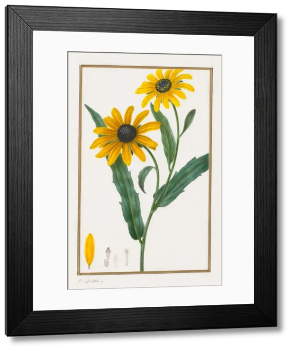 Framed Print : Black-eyed Susan, 1828-1835. Creator: Pancrace Bessa (French, 1772-1846) Framed Print : Black-eyed Susan, 1828-1835. Creator: Pancrace Bessa (French, 1772-1846)