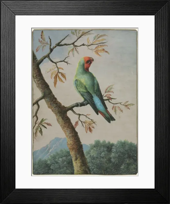 Framed Print : Bird Study. Creator: George Edwards (British, 1694-1773) Framed Print : Bird Study. Creator: George Edwards (British, 1694-1773)