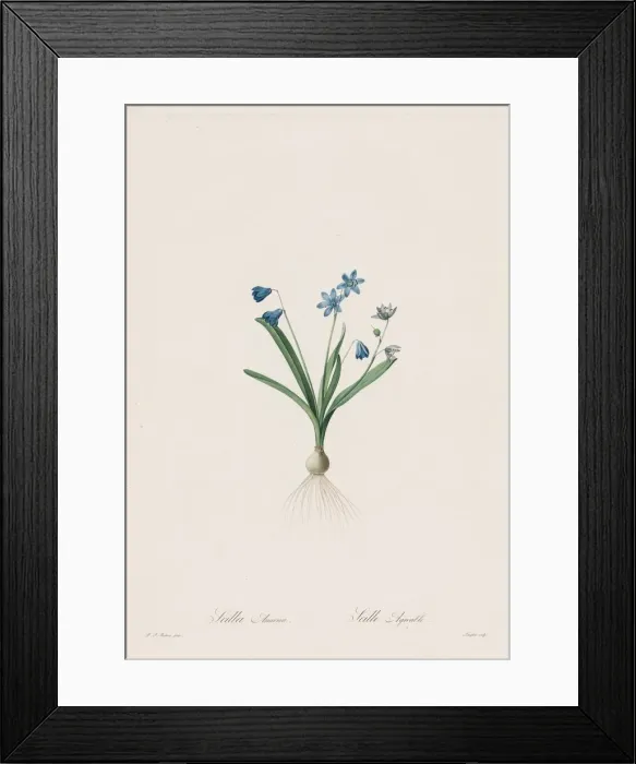 Framed Print : Les Liliacees: Scilla amaena, 1802-1816. Creator: Henry Joseph Redoute (French
