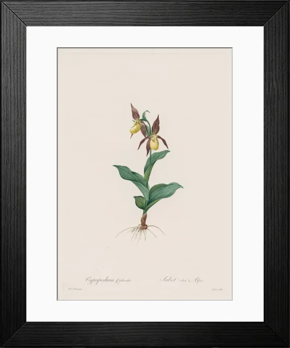 Framed Print : Les Liliacees: Cypripedium calceolus, 1802-1816. Creator: Henry Joseph Redoute (French Framed Print : Les Liliacees: Cypripedium calceolus, 1802-1816. Creator: Henry Joseph Redoute (French