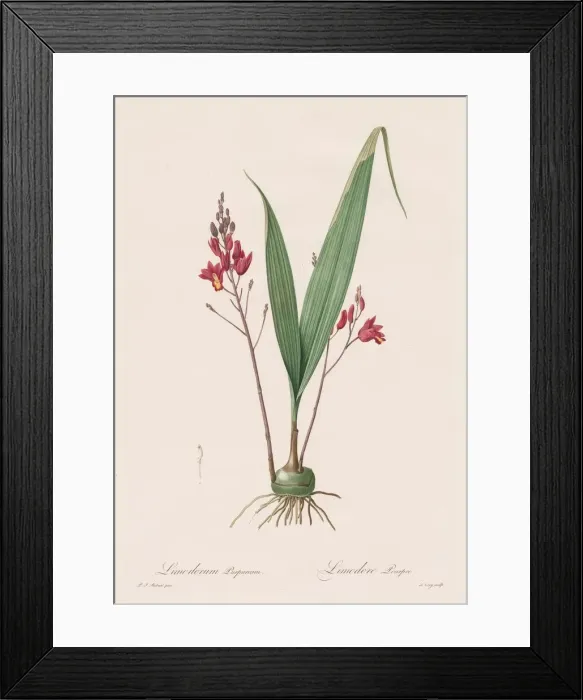 Framed Print : Les Liliacees: Limodorum purpureum, 1802-1816. Creator: Henry Joseph Redoute (French Framed Print : Les Liliacees: Limodorum purpureum, 1802-1816. Creator: Henry Joseph Redoute (French