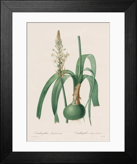 Framed Print : Les Liliacees: Ornithogalum longibracteatum, 1802-1816. Creator: Henry Joseph Redouté Framed Print : Les Liliacees: Ornithogalum longibracteatum, 1802-1816. Creator: Henry Joseph Redouté