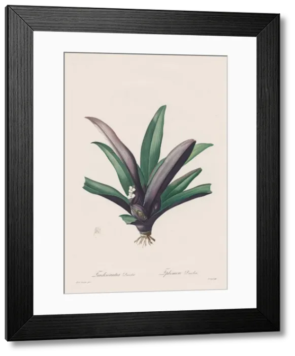 Framed Print : Les Liliacees: Tradescantia discolour, 1802-1816. Creator: Henry Joseph Redoute (French Framed Print : Les Liliacees: Tradescantia discolour, 1802-1816. Creator: Henry Joseph Redoute (French