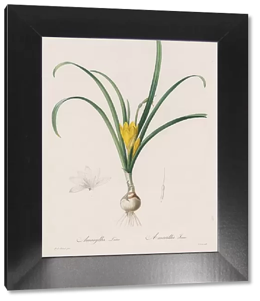 Les Liliacees: Amaryllis Lutes, 1802-1816. Creator: Henry Joseph Redoute (French