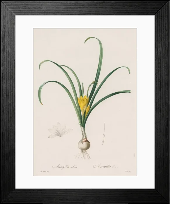 Framed Print : Les Liliacees: Amaryllis Lutes, 1802-1816. Creator: Henry Joseph Redoute (French