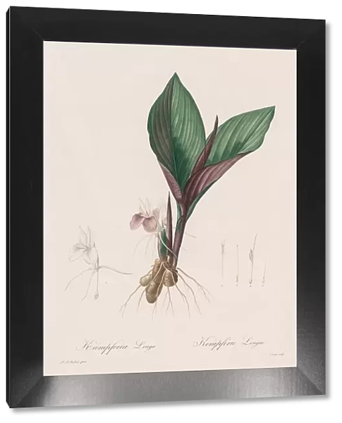 Les Liliacees: Kaempferia longa, 1802-1816. Creator: Henry Joseph Redoute (French