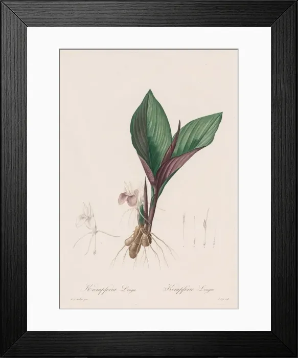 Framed Print : Les Liliacees: Kaempferia longa, 1802-1816. Creator: Henry Joseph Redoute (French Framed Print : Les Liliacees: Kaempferia longa, 1802-1816. Creator: Henry Joseph Redoute (French