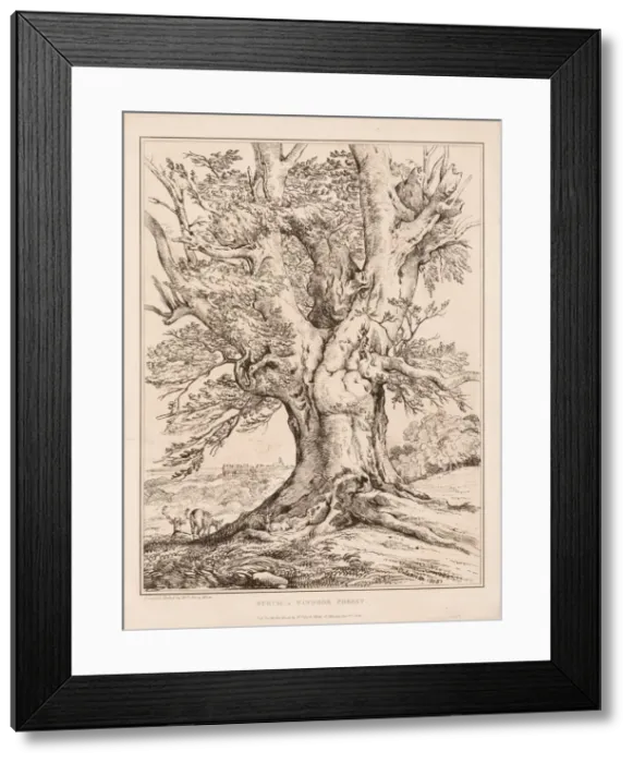 Framed Print : Beech in Windsor Forest, 1805. Creator: William Alfred Delamotte (British, 1775-1863) Framed Print : Beech in Windsor Forest, 1805. Creator: William Alfred Delamotte (British, 1775-1863)