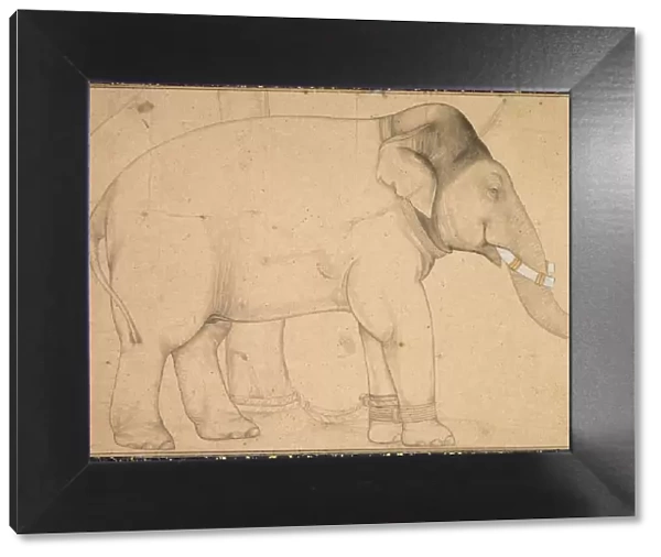 Drawing of an Elephant, c. 1700. Creator: Unknown