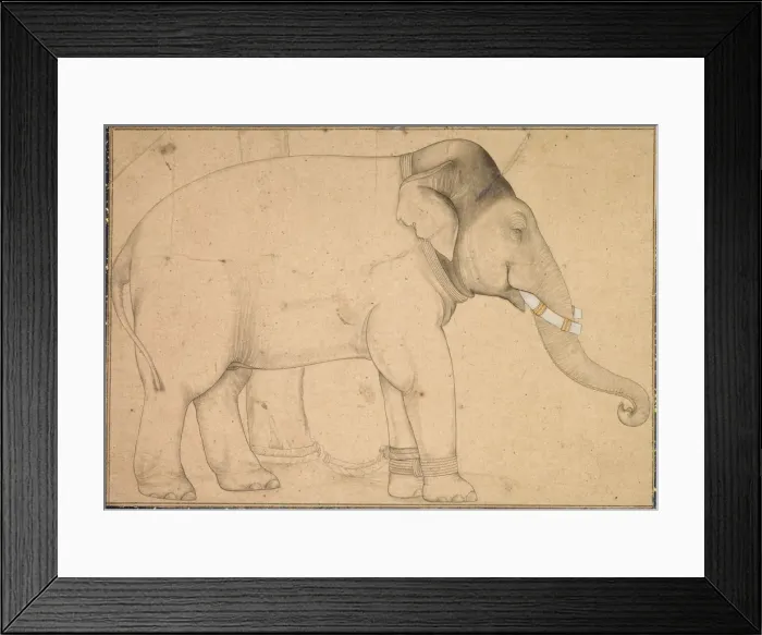 Framed Print : Drawing of an Elephant, c. 1700. Creator: Unknown Framed Print : Drawing of an Elephant, c. 1700. Creator: Unknown