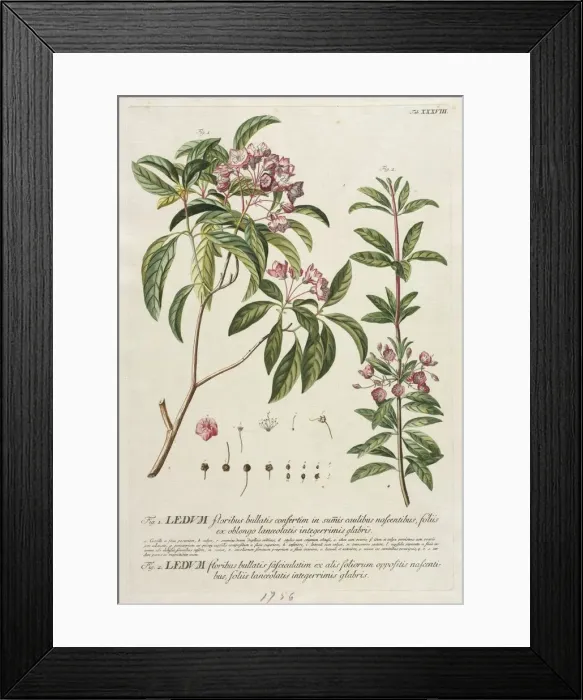 Framed Print : Plantae Selectae: No. 38. Creator: Georg Dionysius Ehret (German, 1708-1770); Christopher Framed Print : Plantae Selectae: No. 38. Creator: Georg Dionysius Ehret (German, 1708-1770); Christopher