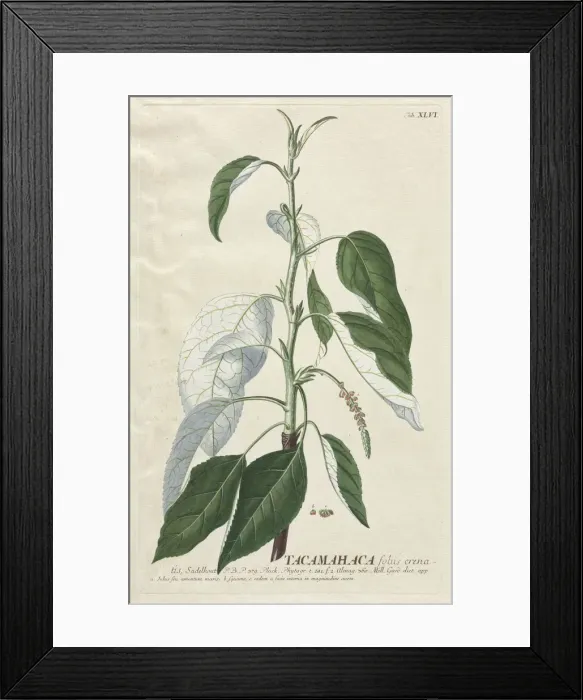 Framed Print : Plantae Selectae: No. 46 - Tacamahaca. Creator: Georg Dionysius Ehret (German, 1708-1770) Framed Print : Plantae Selectae: No. 46 - Tacamahaca. Creator: Georg Dionysius Ehret (German, 1708-1770)