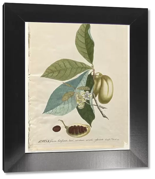 Plantae Selectae: No. 5 - Anona. Creator: Georg Dionysius Ehret (German, 1708-1770)