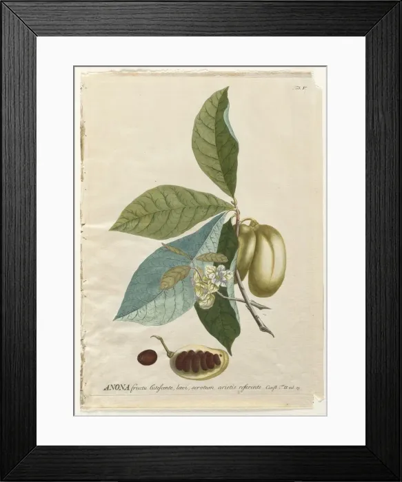 Framed Print : Plantae Selectae: No. 5 - Anona. Creator: Georg Dionysius Ehret (German, 1708-1770) Framed Print : Plantae Selectae: No. 5 - Anona. Creator: Georg Dionysius Ehret (German, 1708-1770)