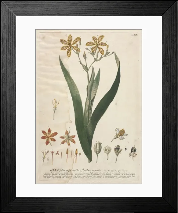 Framed Print : Plantae Selectae: No. 52 - Ixia. Creator: Georg Dionysius Ehret (German, 1708-1770) Framed Print : Plantae Selectae: No. 52 - Ixia. Creator: Georg Dionysius Ehret (German, 1708-1770)