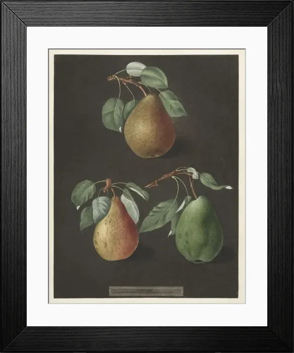 Framed Print : Pomona Britannica: No. 82 - Pears, 1807. Creator: George Brookshaw (British) Framed Print : Pomona Britannica: No. 82 - Pears, 1807. Creator: George Brookshaw (British)
