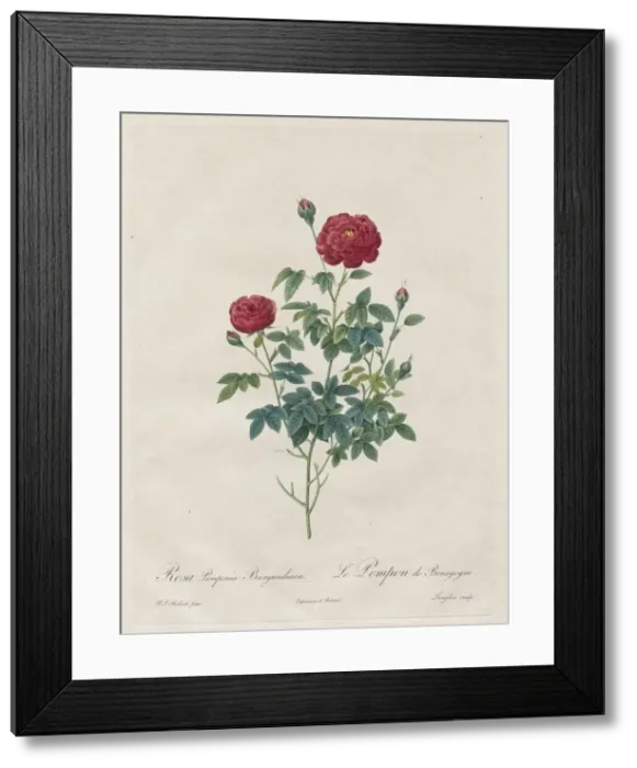 Framed Print : Pompon Rose, 1817-1824. Creator: Henry Joseph Redoute (French, 1766-1853) Framed Print : Pompon Rose, 1817-1824. Creator: Henry Joseph Redoute (French, 1766-1853)