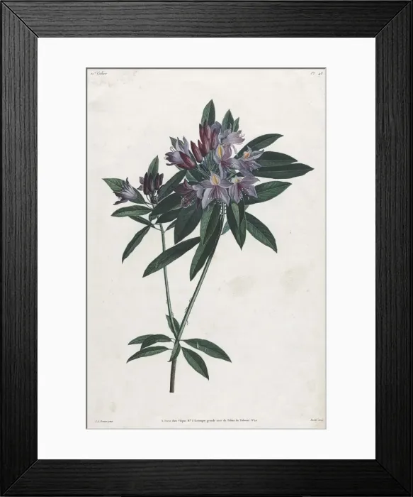 Framed Print : Pontic Rhododendron, 1805. Creator: Jean Louis Prevost Framed Print : Pontic Rhododendron, 1805. Creator: Jean Louis Prevost