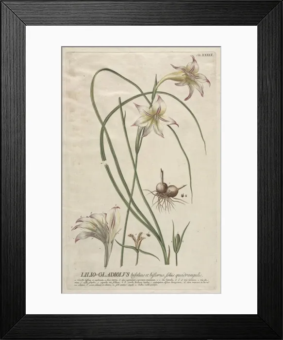 Framed Print : Plantae Selectae: No. 39 - Lilio-Gladiolus. Creator: Georg Dionysius Ehret (German Framed Print : Plantae Selectae: No. 39 - Lilio-Gladiolus. Creator: Georg Dionysius Ehret (German