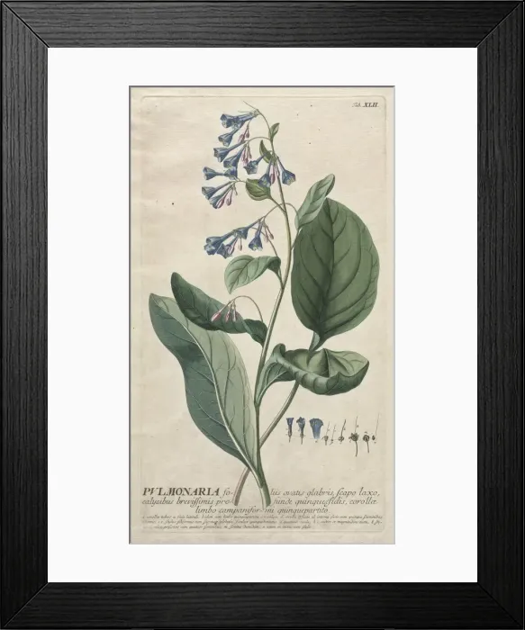 Framed Print : Plantae Selectae: No. 42 - Pulmonaria. Creator: Georg Dionysius Ehret (German, 1708-1770)